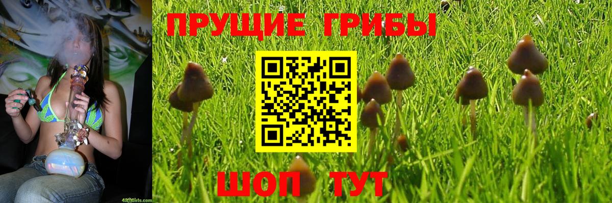 Псилоцибиновые грибы Psilocybe Саранск